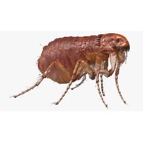 Flea Standing Pose model